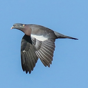 Common Wood-Pigeon